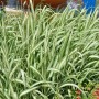Rohrglanzgras Feesey - Phalaris arundinacea