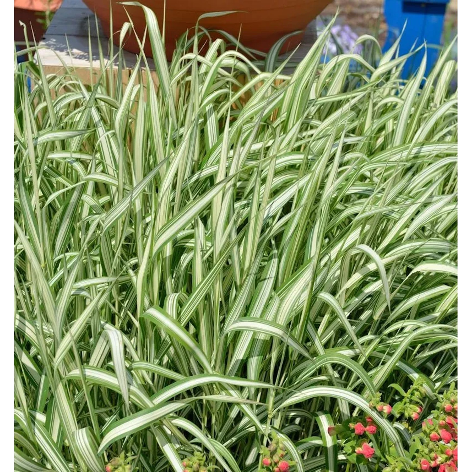 Rohrglanzgras Feesey - Phalaris arundinacea