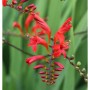 Leuchtend rote Garten-Monbretie 'Lucifer' im Topf, eine attraktive Staude für sonnige Standorte.