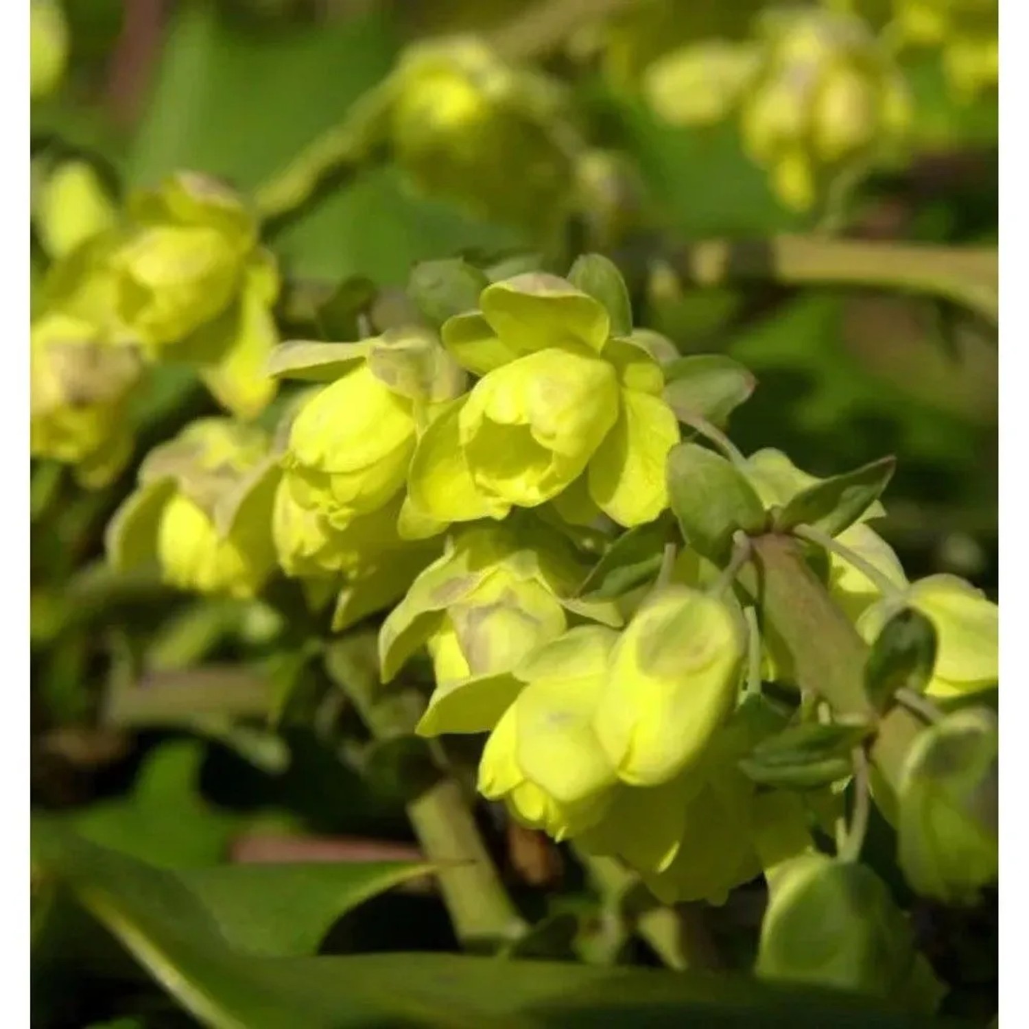 Schmuckblatt Mahonie 40-60cm - Mahonia bealei