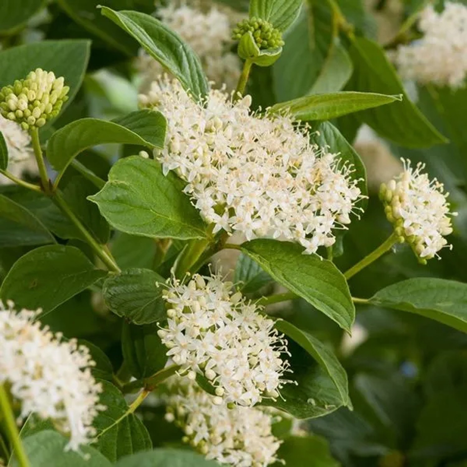 Hartriegel 'Flaviramea' Cornus sericea 60 bis 80 cm im Container Gelbe Wintertriebe