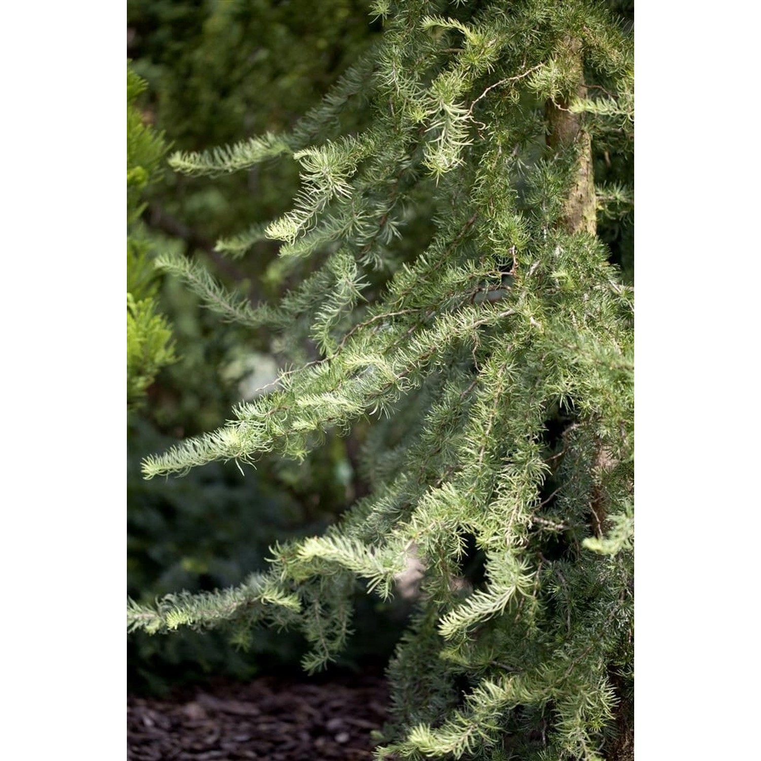 Larix Kaempferi Diana Japanische Lärche 80–100 cm Dekorativ günstig online kaufen