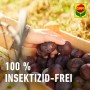 Compo BIO Pflaumenwickler Lockstoff, 3 Stück. Hand hält Pflaumen in Holzkiste, 100% Insektizid-frei.