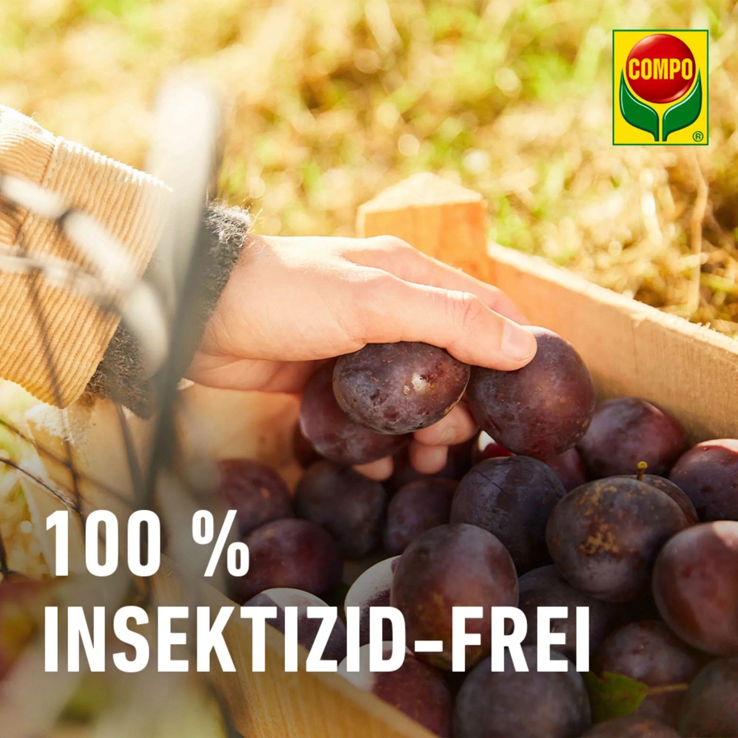 Compo BIO Pflaumenwickler Lockstoff, 3 Stück. Hand hält Pflaumen in Holzkiste, 100% Insektizid-frei.