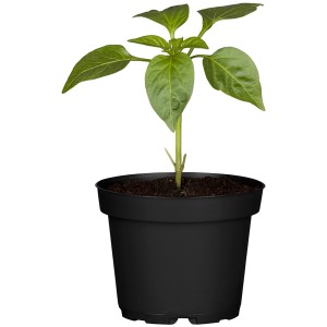 Peperoni-Pflanze (Capsicum annuum) im schwarzen Topf, ca. 12 cm Ø.