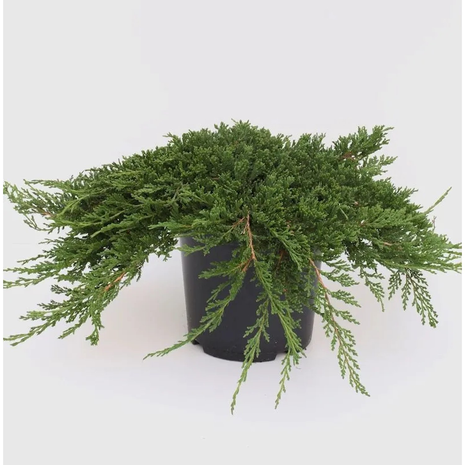 Teppich Wacholder Prince of Wales 20-25cm - Juniperus horizontalis