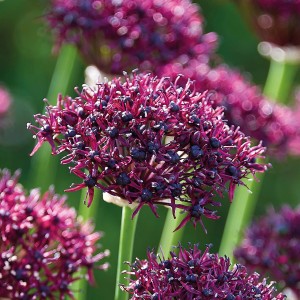 Nahaufnahme des GROW by OBI Granat-Kugellauchs mit purpurroten Blüten.