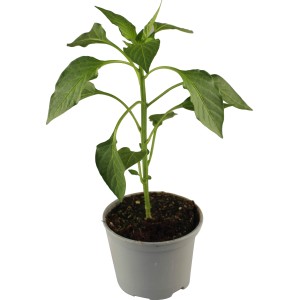 Snack-Paprika (Capsicum annuum) im Topf, rote Früchte zu erwarten.