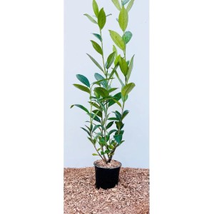 Kirschlorbeer 'Caucasica' (60-100 cm) im Topf, grüne Heckenpflanze.