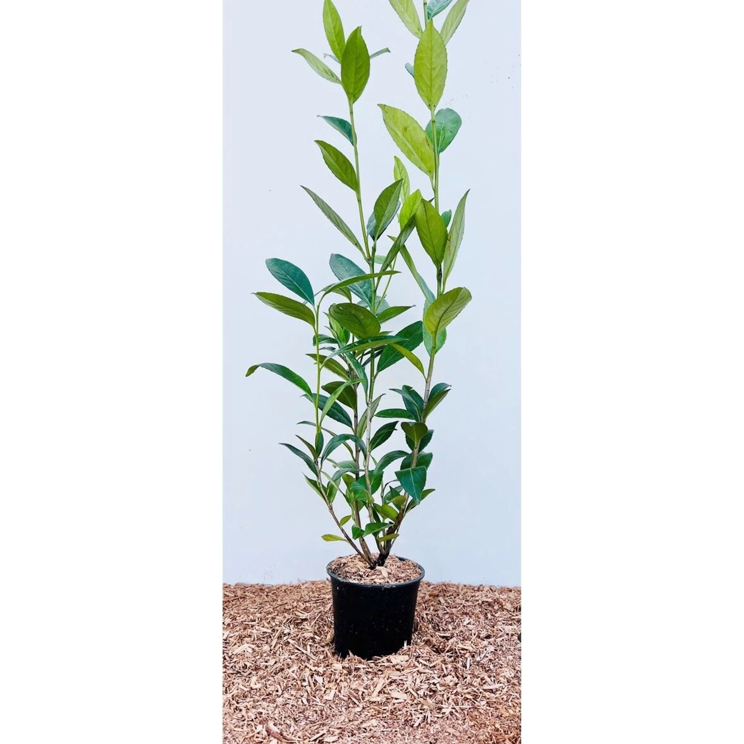 Prunus laurocerasus 'Caucasica' 60-100 cm günstig online kaufen