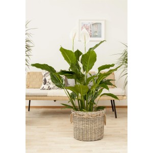 Einblatt "Sweet Sebastiano" im Korb: Zimmerpflanze mit weißen Blüten und grünen Blättern.