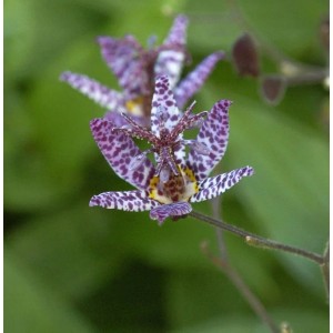 Japanische Krötenlilie - Tricyrtis hirta