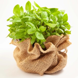 Basilikum-Pflanze im Jute-Topf, ideal als natürlicher Winterschutz und Gartendeko.