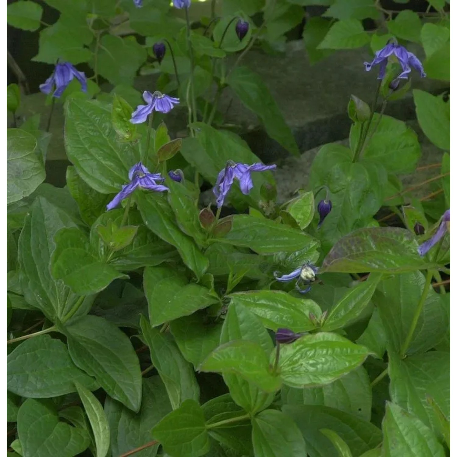 Staudenclematis - Clematis integrifolia