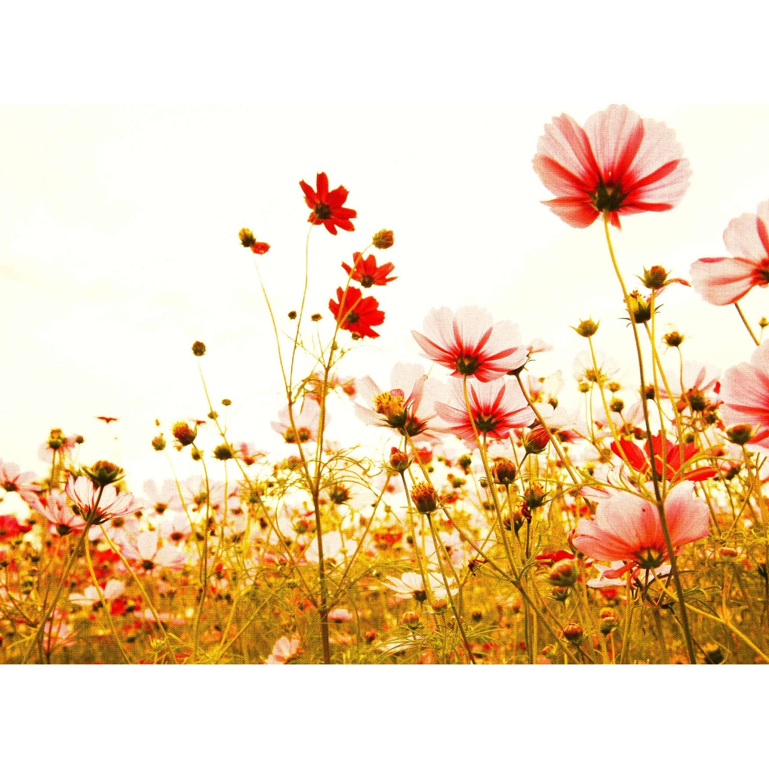 living walls Fototapete Designwalls Flower Meadow 2, glatt, (5 St)