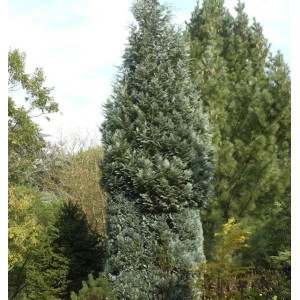 Scheinzypresse 'Pelts Blue', 60-80cm, bläulicher Strauch für Garten und Hecke.