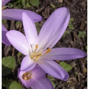 Herbstzeitlose - Colchicum autumnale