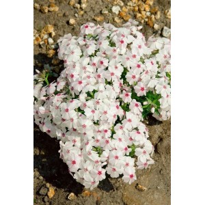 Teppichphlox 'Amazing Grace' mit weißen Blüten und roten Akzenten als Bodendecker.