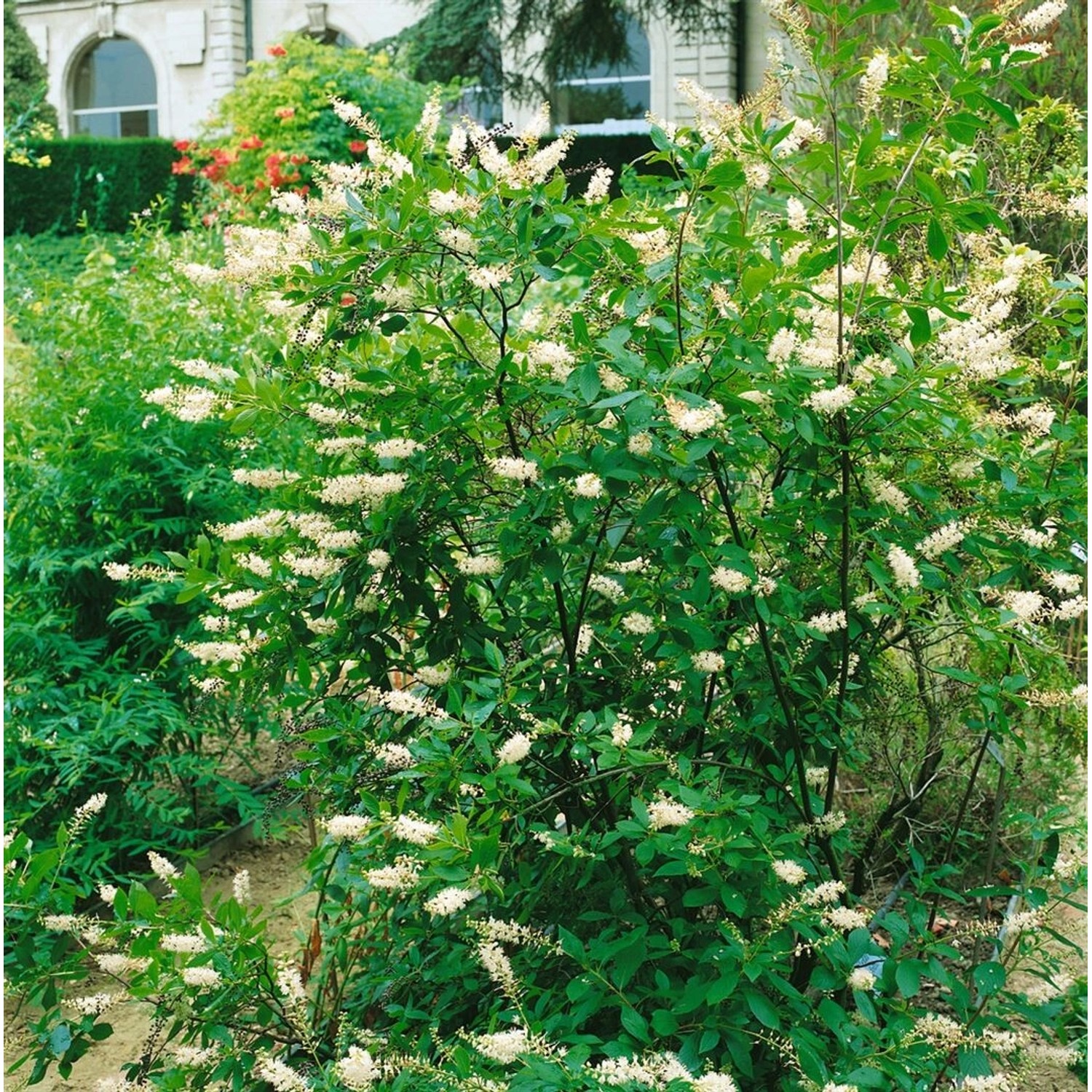 Clethra Alnifolia Scheineller Weiß 40–60 cm günstig online kaufen