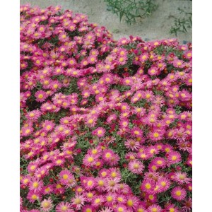 Kissenaster Alice Haslam mit leuchtend rosa Blüten im 9x9 cm Topf.