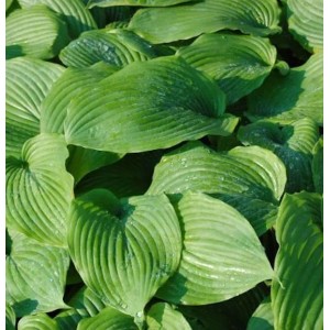 Nahaufnahme der grünen Blätter der Funkie Niagara Falls (Hosta cultorum).