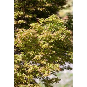 Acer Palmatum Kamagata, Japanischer Ahorn mit filigranen, grün-rötlichen Blättern.