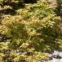 Acer Palmatum Kamagata, Japanischer Ahorn mit filigranen, grün-rötlichen Blättern.