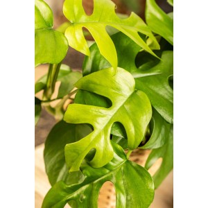 Grüne Monstera Minima (Zwerg-Fensterblatt) mit charakteristischen Blättern im Topf.