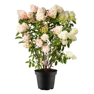 Rispenhortensie Little Blossom im Topf, weiße und rosa Blüten. Kompakte Hydrangea panic.