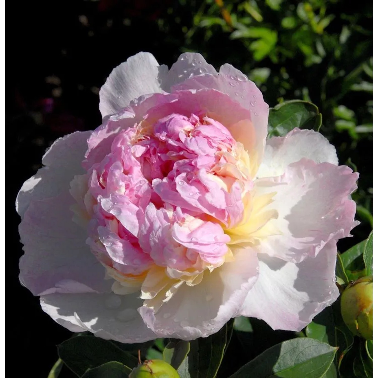 Edelpfingstrose Sorbet - Paeonia,actiflora günstig online kaufen