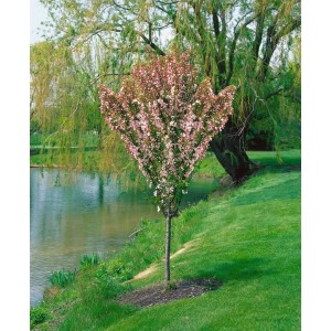 Kompakter Zierapfel 'Adirondack' (150–200 cm) mit rosa Blüten vor Teich und Grünfläche.