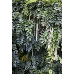 Chinesischer Blauregen (Wisteria Sinensis) mit üppigem, grünem Laub und langen, hellen Fruchtständen.