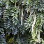 Chinesischer Blauregen (Wisteria Sinensis) mit üppigem, grünem Laub und langen, hellen Fruchtständen.