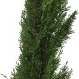 Säulen-Zypresse Totem im Topf, ca. 80 cm hoch, immergrüne Solitärpflanze für Garten und Terrasse.