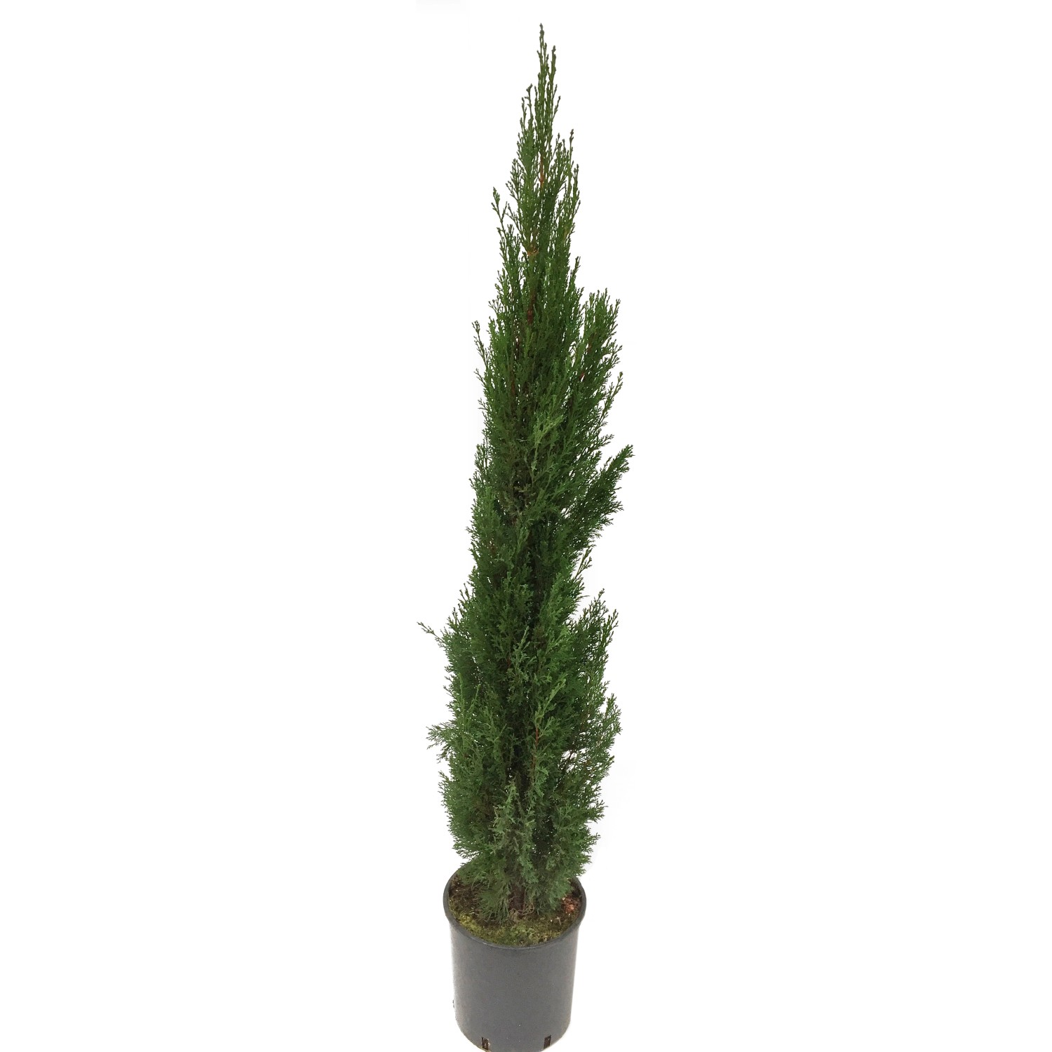GROW by OBI Säulen-Zypresse Totem Höhe ca. 80 cm Topf ca. 10 l günstig online kaufen