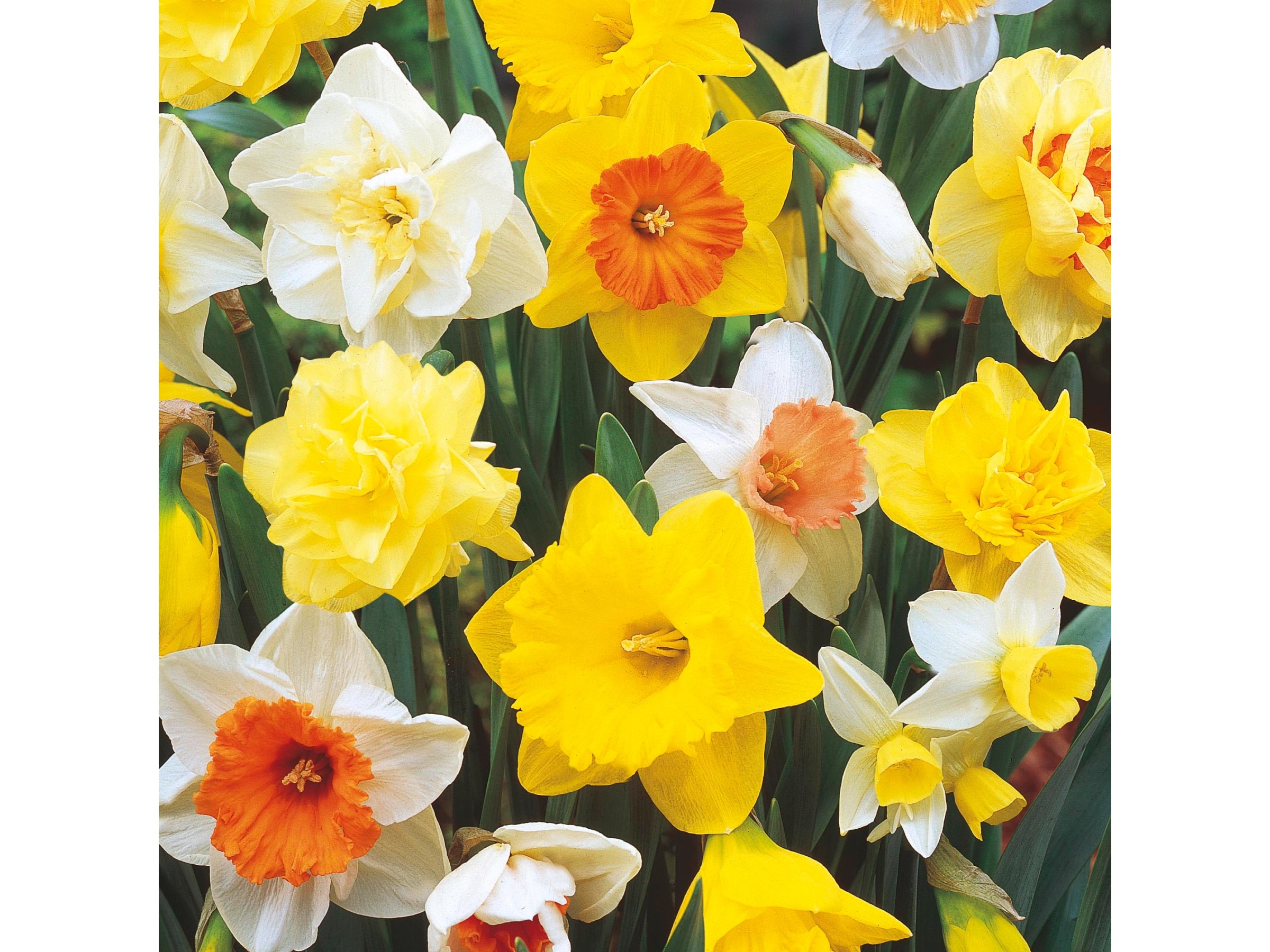 タレントカード narcissus image.jpeg