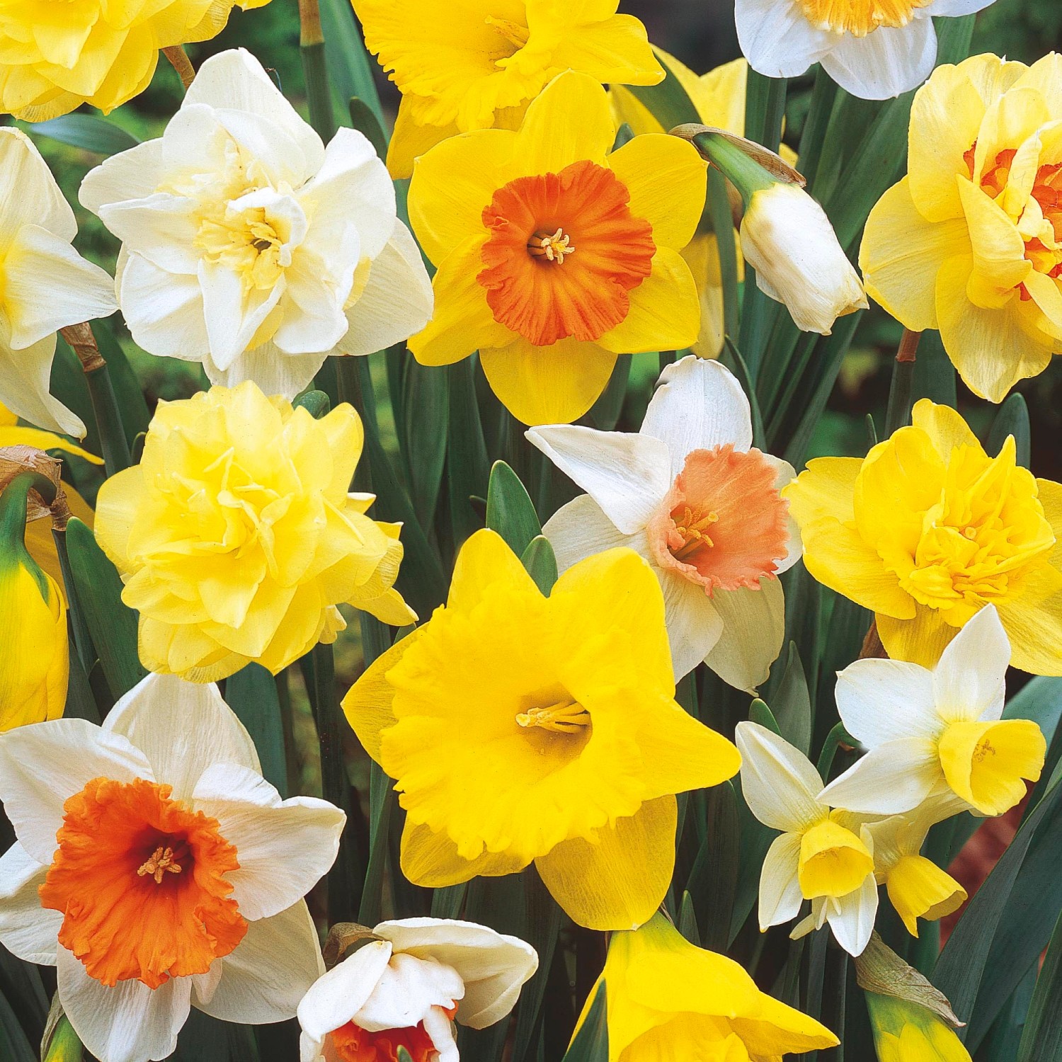 Narzissen-Mischung mit gelben, weißen und orangefarbenen Blüten, 15 Stück.