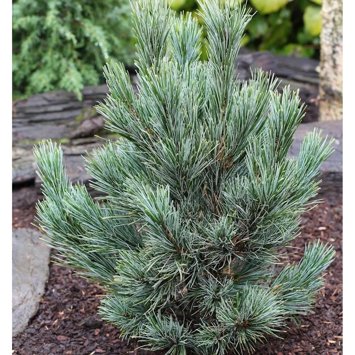 Kompakte Blauzirbelkiefer 60-70cm - Pinus cembra