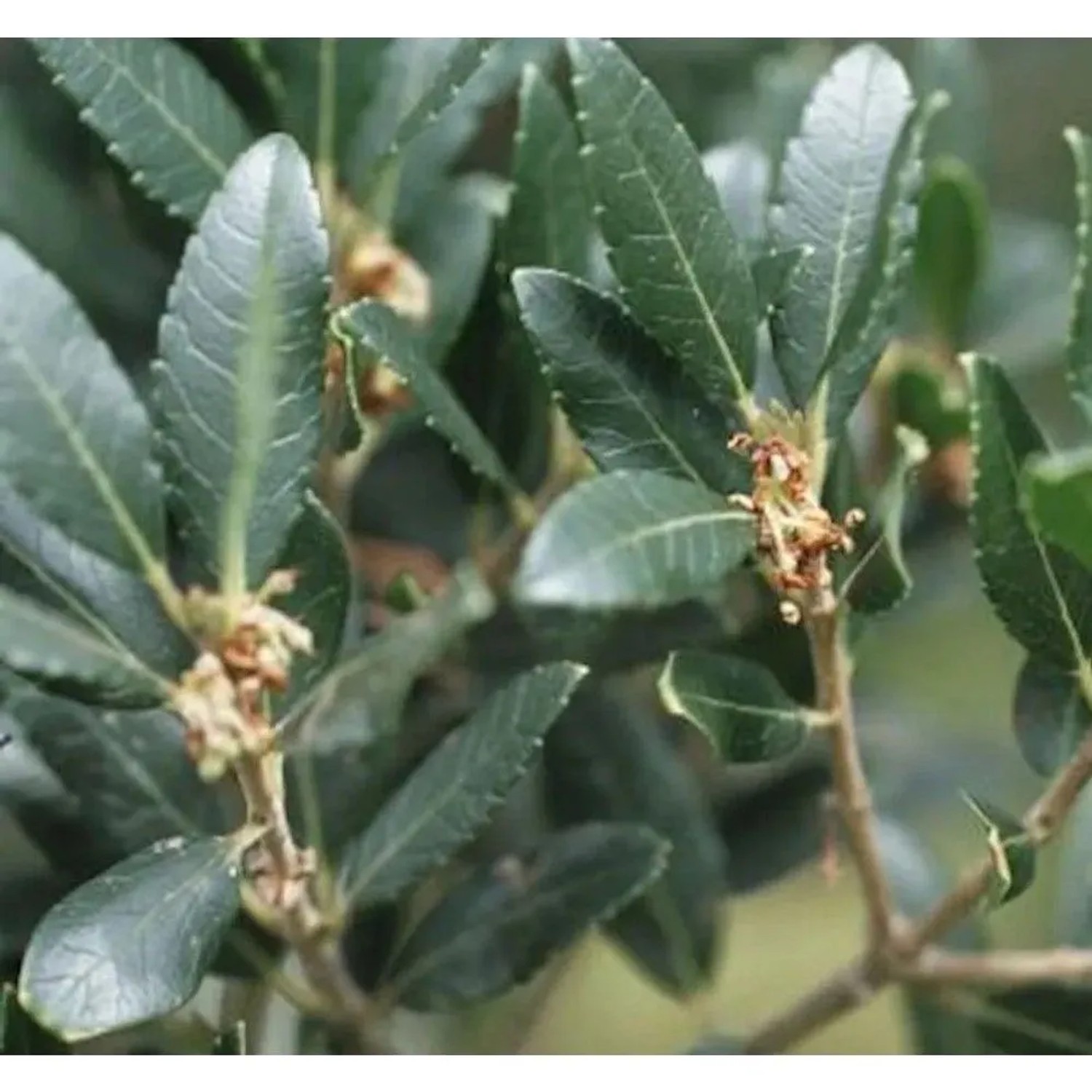 Breitblättrige Steinlinde 100-125cm - Phillyrea,atifolia