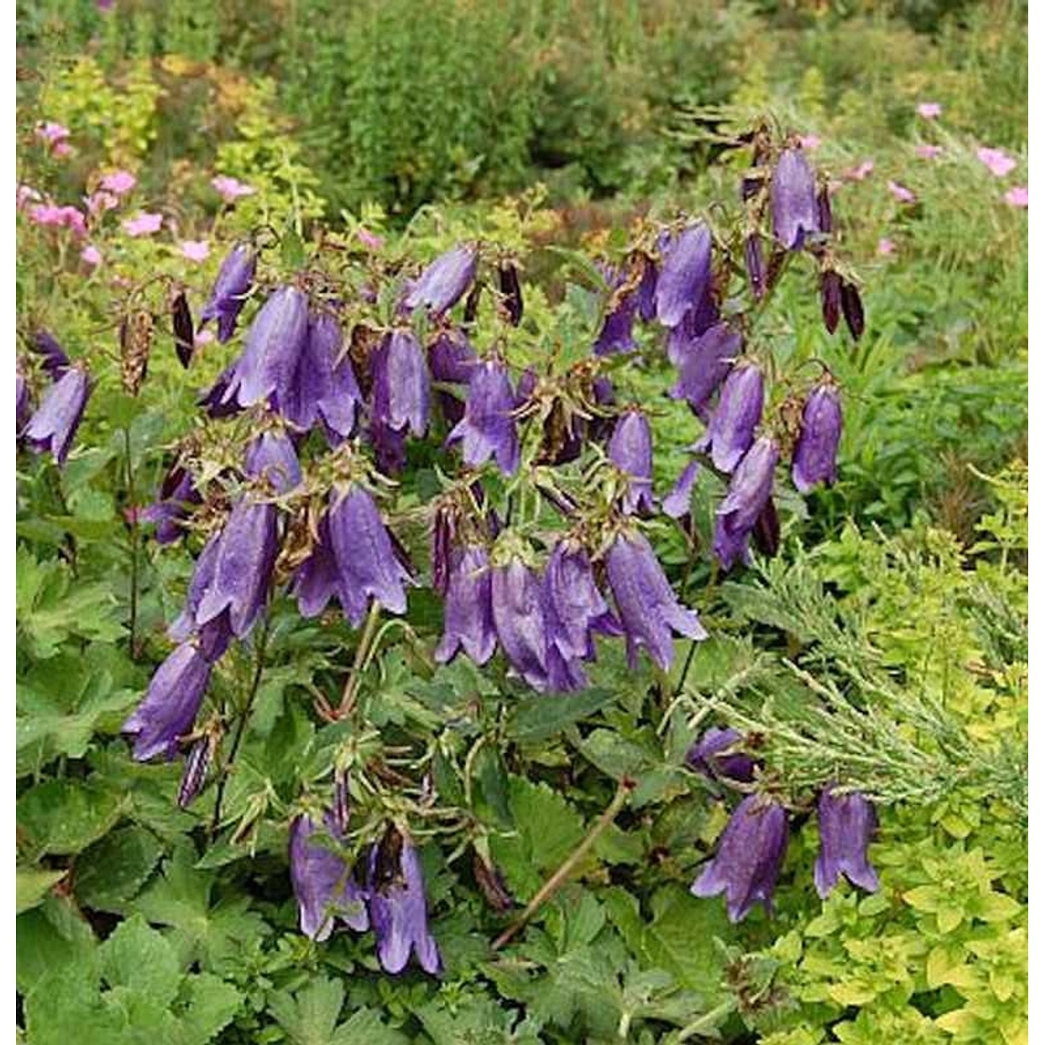 Punktierte Glockenblume Sarastro - Campanula punctata günstig online kaufen