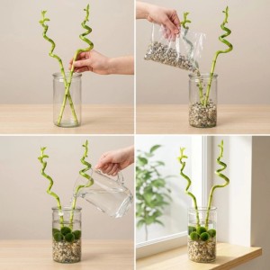 Vdvelde Lucky Bamboo 2er Set: Spiralförmige Bambusstäbe, Marimo Moosbälle & Dekosteine in Glasvase. Ideal als Grünpflanzen-Deko.