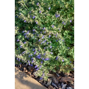 Blühende Katzenminze (Nepeta Cataria) mit blauen Blüten im 9x9 cm Topf.