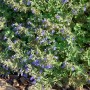 Blühende Katzenminze (Nepeta Cataria) mit blauen Blüten im 9x9 cm Topf.