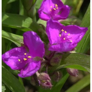Leuchtend violette Dreimasterblumen 'Karminglut' (Tradescantia andersoniana) mit gelben Staubgefäßen, Nahaufnahme.