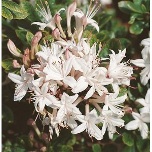 Blühender Rhododendron Sommerduft mit weißen Blüten und grünen Blättern.