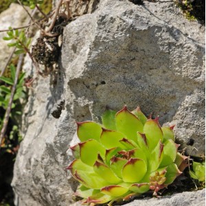 Dachwurz Grünspecht (Sempervivum cultorum) mit grünen Blättern und roten Spitzen vor einem Stein.