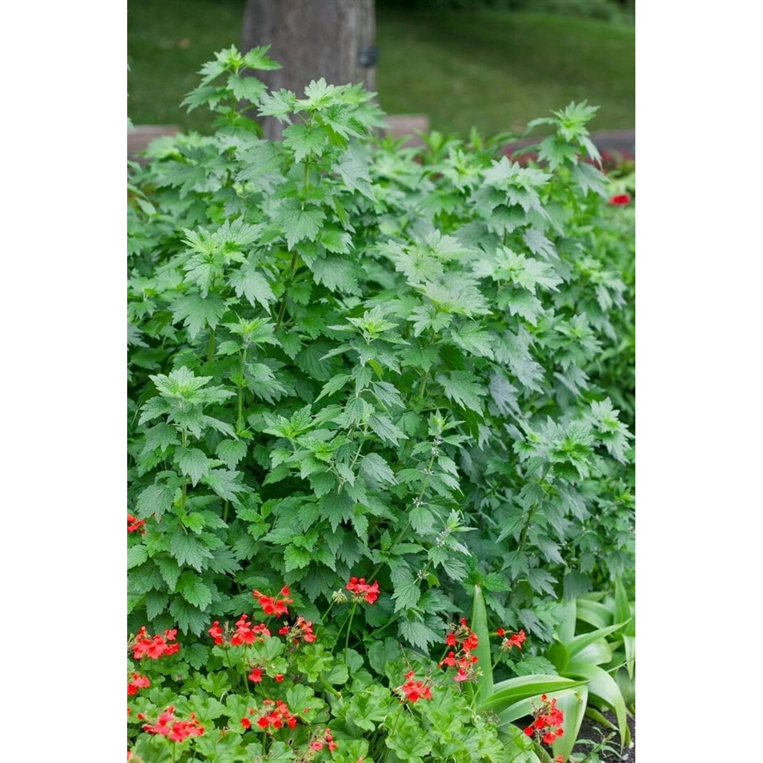 Herzgespann (Leonurus cardiaca) im 9x9 cm Topf, grüne Blätter, rosa Blüten, Staude für Naturgärten.