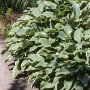 Buschige Hosta Funkie 'Stenantha' mit grün-weiß gerandeten Blättern im 11x11 cm Topf.