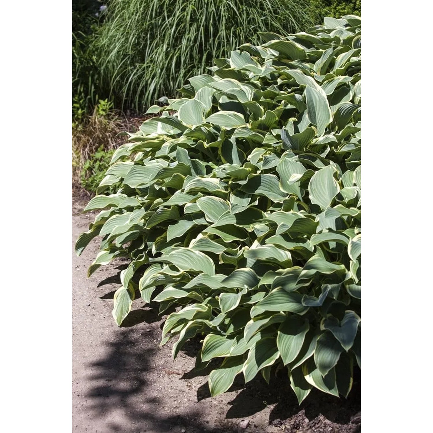 Buschige Hosta Funkie 'Stenantha' mit grün-weiß gerandeten Blättern im 11x11 cm Topf.