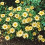Schwefelgelbe Gartenchrysantheme 'Schwefelglanz' im 9x9 cm Topf. Blühende Zimmerpflanze für Beet und Kübel.